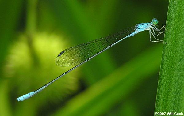 Attenuated Bluet (Enallagma daeckii)