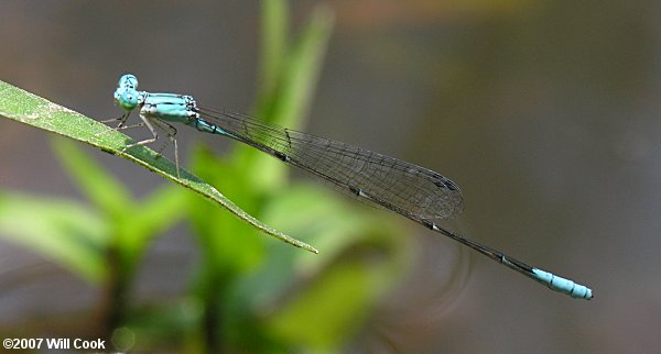 Attenuated Bluet (Enallagma daeckii)