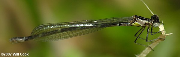 Aurora Damsel (Chromagrion conditum)