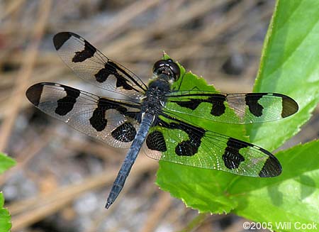 Banded Pennant (Celithemis fasciata)