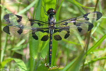 Banded Pennant (Celithemis fasciata)