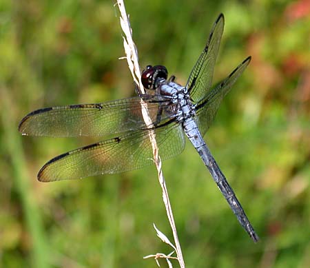 Bar-winged Skimmer (Libellula axilena)