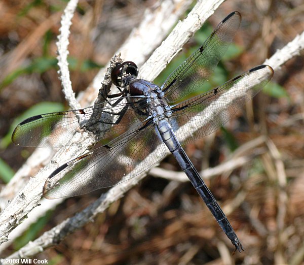 Bar-winged Skimmer (Libellula axilena)