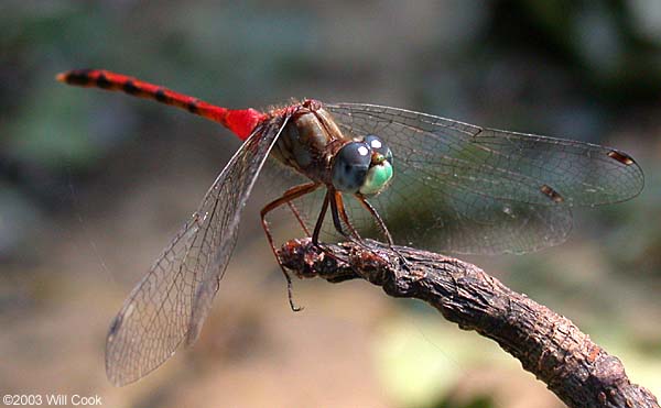 Blue-faced Meadowhawk (Sympetrum ambiguum)