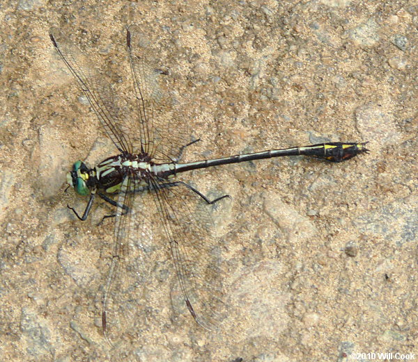 Black-shouldered Spinyleg (Dromogomphus spinosus)