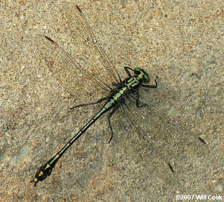 Black-shouldered Spinyleg (Dromogomphus spinosus)