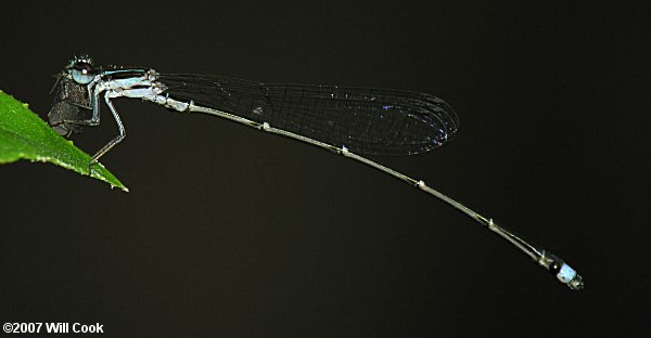 Blackwater Bluet (Enallagma weewa)