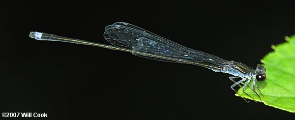 Blackwater Bluet (Enallagma weewa)