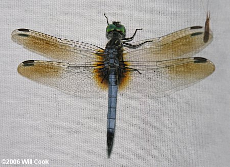 Blue Dasher (Pachydiplax longipennis)