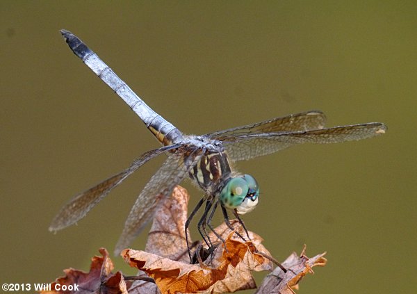 Blue Dasher (Pachydiplax longipennis)