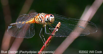 Blue Dasher (Pachydiplax longipennis)