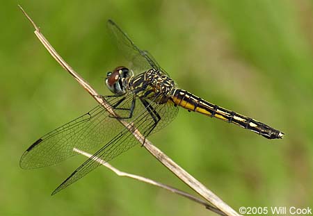 Blue Dasher (Pachydiplax longipennis)