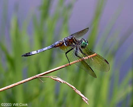 Blue Dasher (Pachydiplax longipennis)