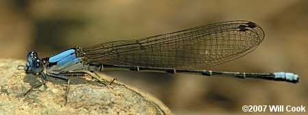 Blue-fronted Dancer (Argia apicalis)