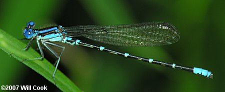 Blue-ringed Dancer (Argia sedula)