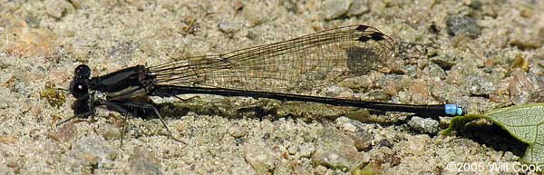 Blue-tipped Dancer (Argia tibialis)