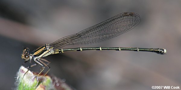 Blue-tipped Dancer (Argia tibialis)