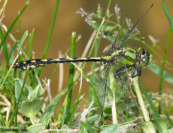 Brook Snaketail (Ophiogomphus aspersus)