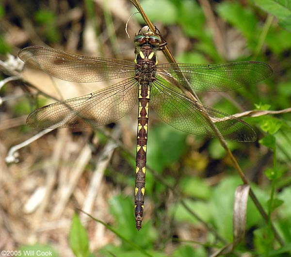 Brown Spiketail (Cordulegaster bilineata)