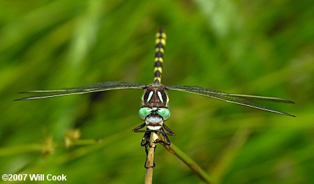 Brown Spiketail (Cordulegaster bilineata)