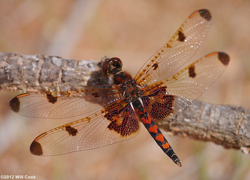 Calico Pennant (Celithemis elisa)