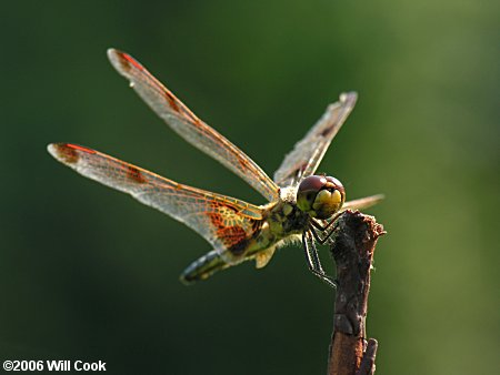 Calico Pennant (Celithemis elisa)