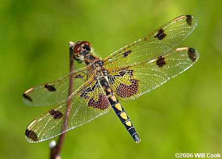 Calico Pennant (Celithemis elisa)