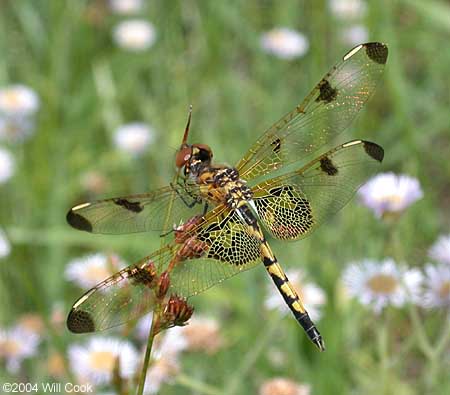 Calico Pennant (Celithemis elisa)