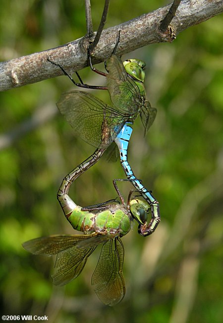 Common Green Darner (Anax junius)