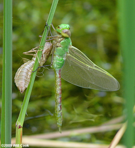 Common Green Darner (Anax junius)