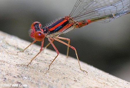 Cherry Bluet (Enallagma concisum)