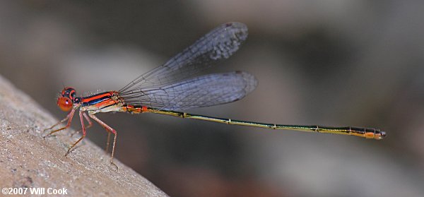 Cherry Bluet (Enallagma concisum)