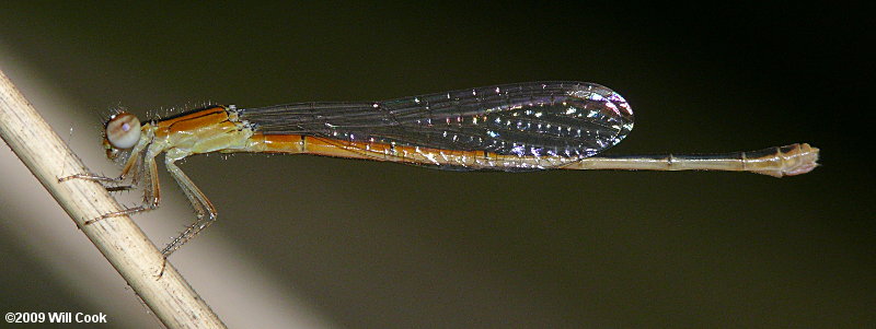 Citrine Forktail (Ischnura hastata)