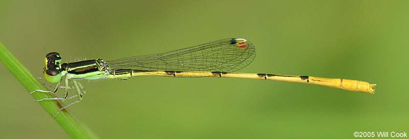 Citrine Forktail (Ischnura hastata)