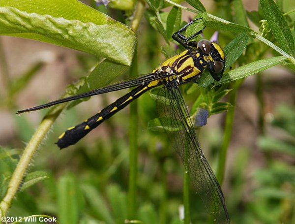 Green-faced Clubtail (Gomphus viridifrons)