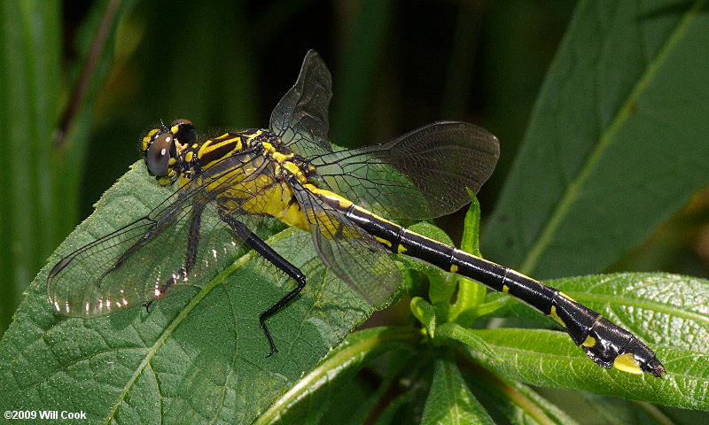 Cobra Clubtail (Gomphus vastus)