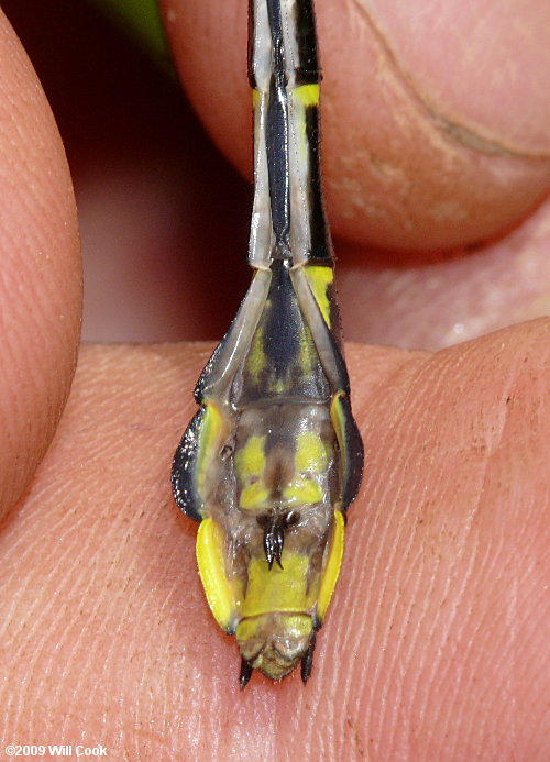 Cobra Clubtail (Gomphus vastus)