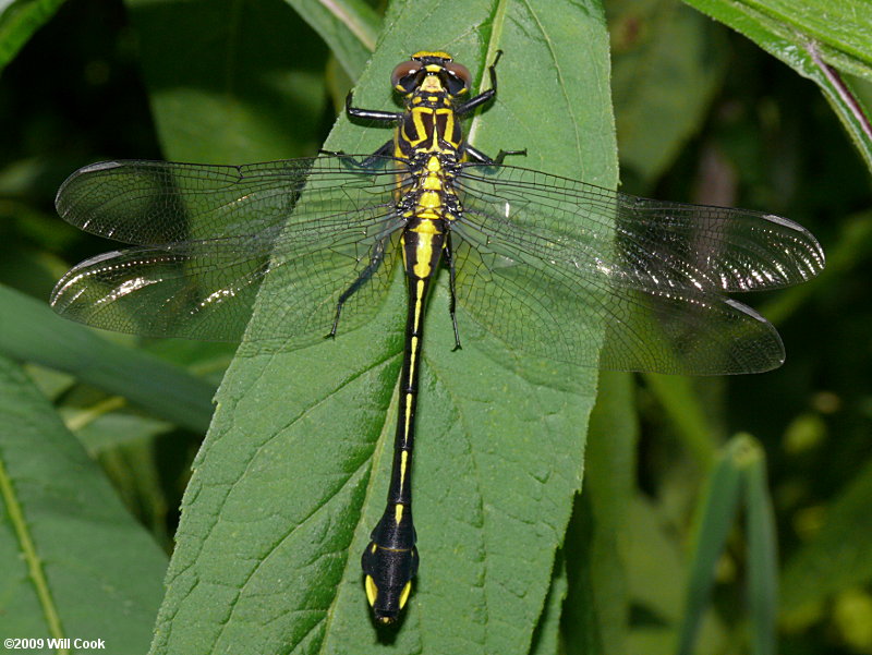 Cobra Clubtail (Gomphus vastus)