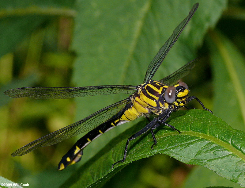 Cobra Clubtail (Gomphus vastus)