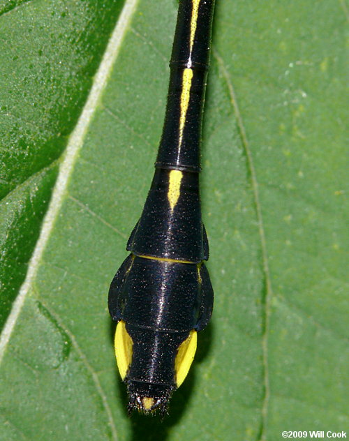 Cobra Clubtail (Gomphus vastus)