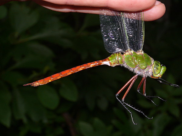 Comet Darner (Anax longipes)