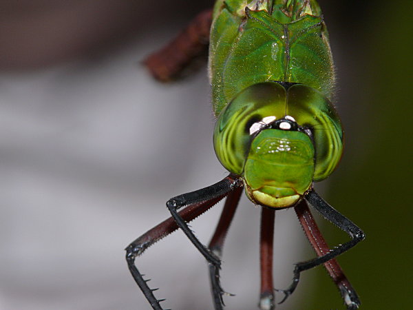 Comet Darner (Anax longipes)