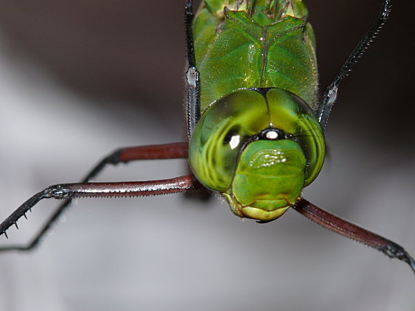 Comet Darner (Anax longipes)