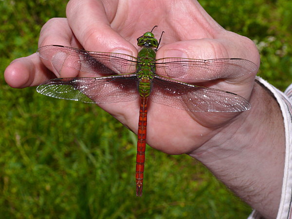 Comet Darner (Anax longipes)