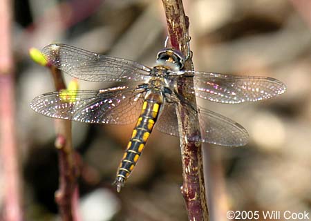 Common Baskettail (Epitheca cynosura)