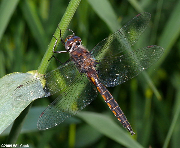 Common Baskettail (Epitheca cynosura)