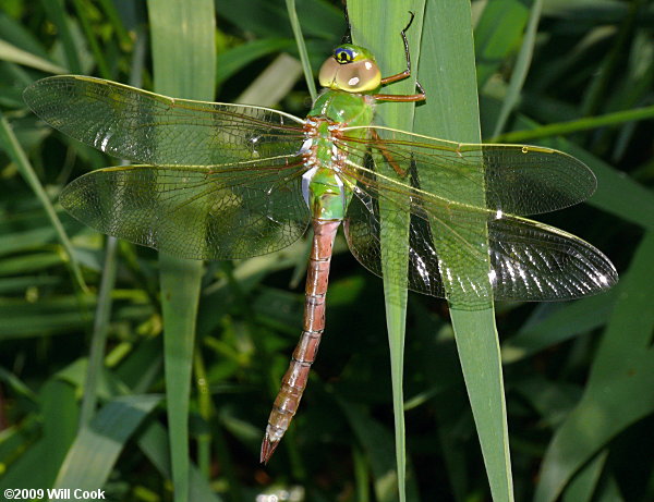 Common Green Darner (Anax junius)