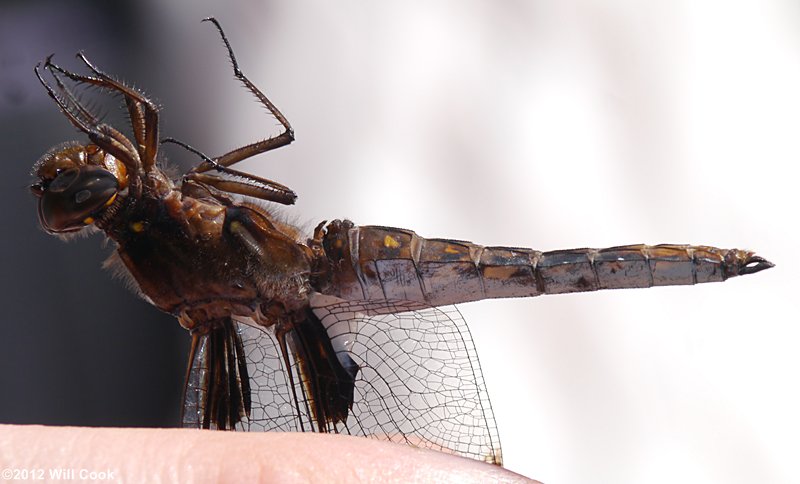 Common Whitetail (Libellula lydia)