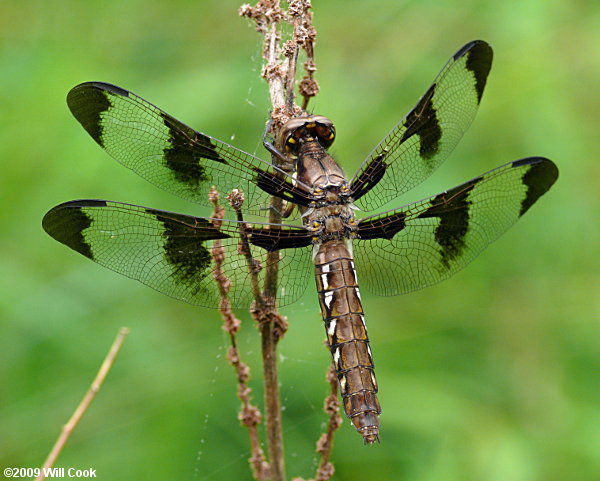 Common Whitetail (Libellula lydia)