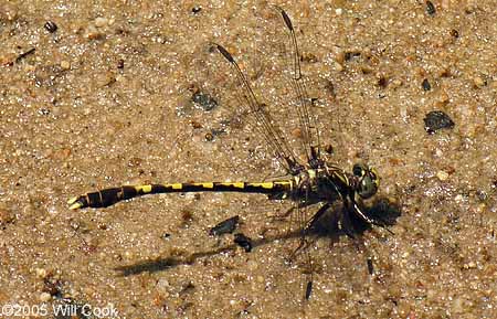 Common Sanddragon (Progomphus obscurus)